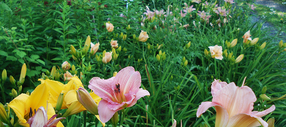 slide_4_perennial_landscapes