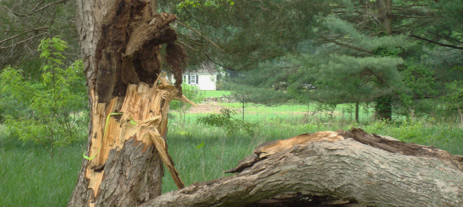 slide_7_hazardous_tree