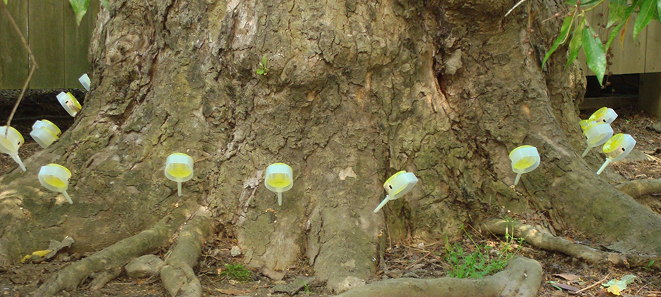 slide_8_proactive_tree_care